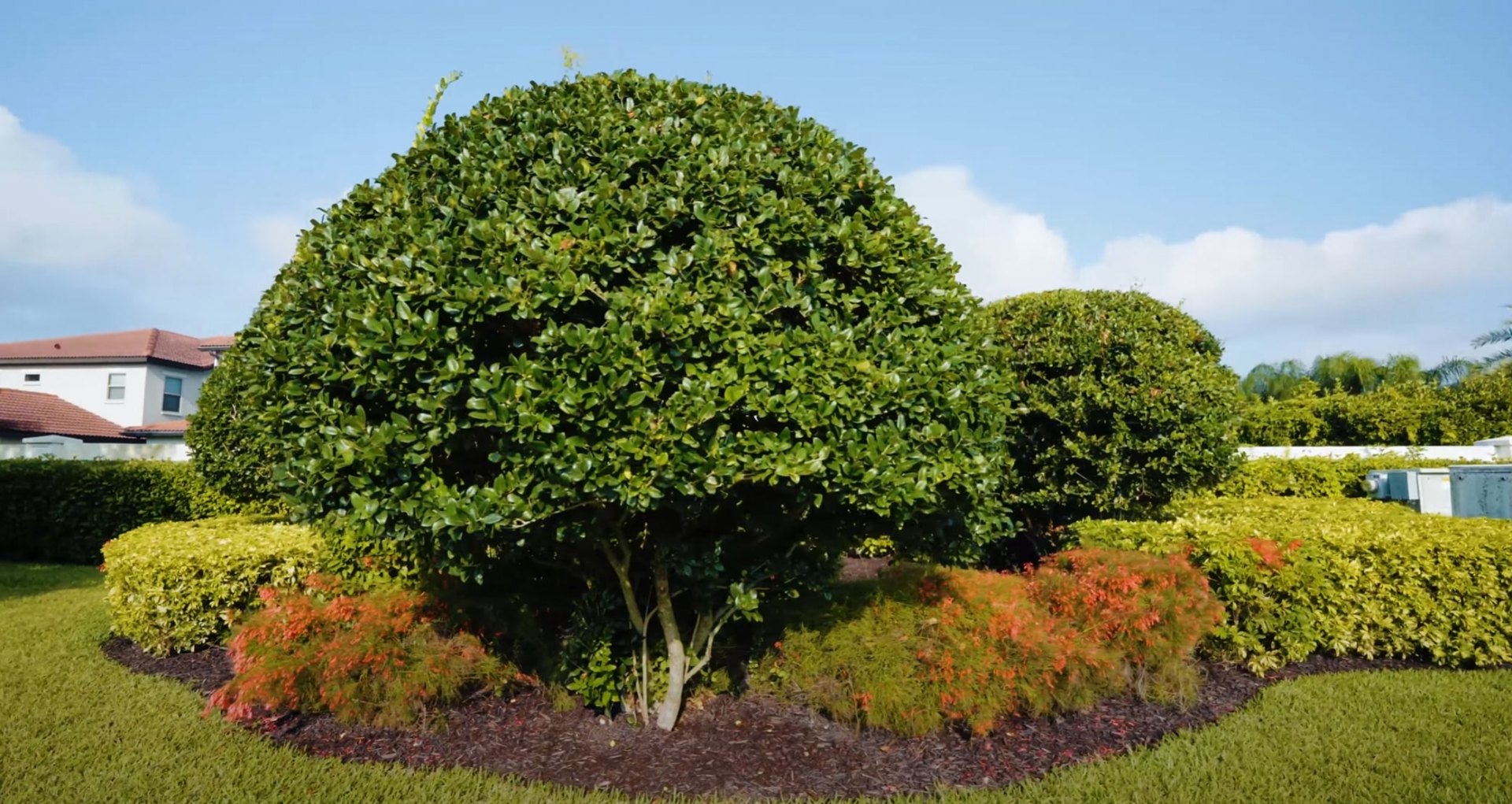 Expert Tree and Shrub Pruning Services - Seasonal Landscape Maintenance Professional landscape design featuring expertly pruned ornamental trees and colorful fall shrubs in mulched garden beds